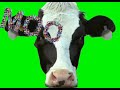 Crazy Cow Therapist