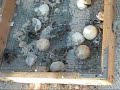 Loggerhead midwifery