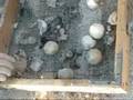 Loggerhead midwifery
