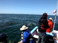 Friendly Grey whales in San Ignacio lagoon
