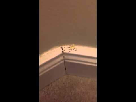 how to treat ghost ants