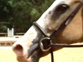 Aimee Nieko Flat Class EQ