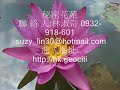 靈氣守則