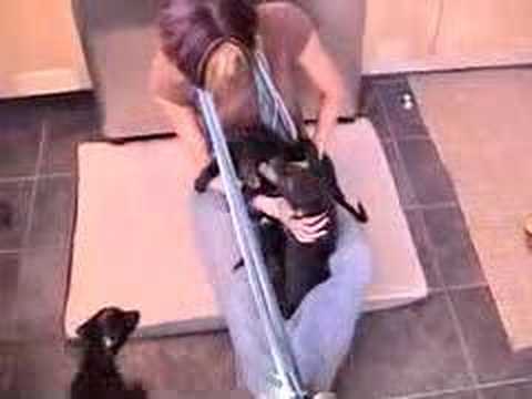 greyhound