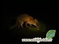 Red fox - Vulpes vulpes
