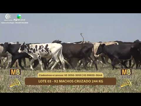 521� LEIL�O VIRTUAL MB LEIL�ES