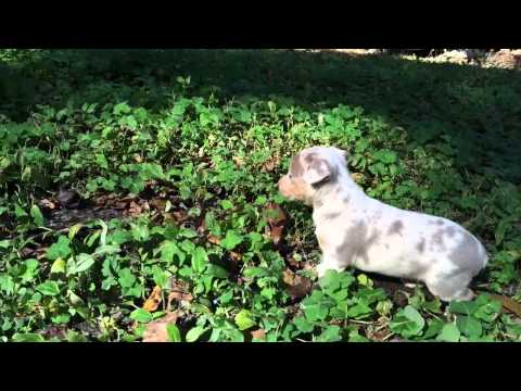 Bonnemine and her littermates playing!