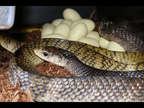 YouTube reptile video