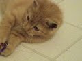 Cute orange kitten playing Cute orange kitten playing