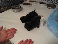 The Great Kitten Race! The Great Kitten Race!