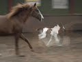 Manege `t hoefke 2