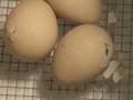 Guinea Fowl Hatching (seen on EGG Cam) - 2nd