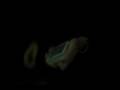 videos de petals of pentagram 2