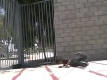 Brandon falling episode #1 \" The PL Trashcan \" Brandon falling episode #1 \" The PL Trashcan \"