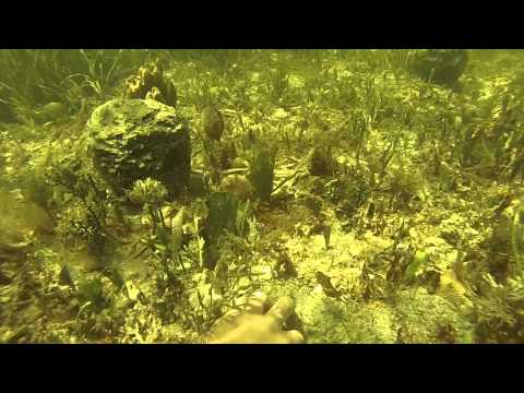 how to harvest scallops in florida