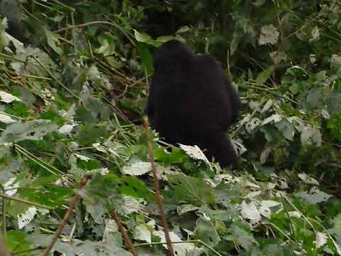 Gorilla Trekking Safari in Uganda