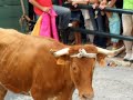 TORO CUERDA 2006 CARCABUEY SEP 2