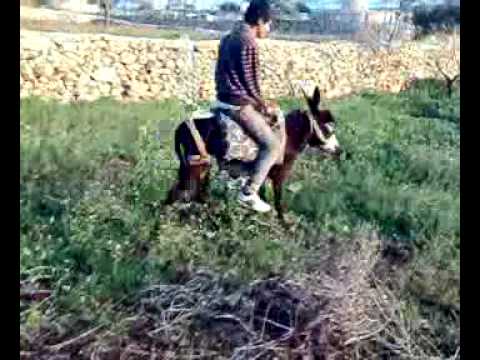 زب اسود