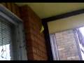 videos de NINJA BIRD!