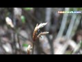 東北地方のブナ林とユキグニコルリクワガタ:2010年5月22日撮影 東北地方のブナ林とユキグニコルリクワガタ:2010年5月22日撮影