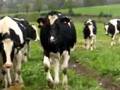 Wang-parle-aux-vache