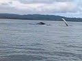 Ballena Jorobada en Nuqui
