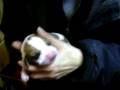 Emma's Puppy and Goat Milk
