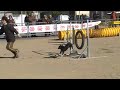 POE (16.11.08) - Open agility TOSSUTS - 2on circuit
