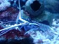 Marine Lobster eating bristle worm Marine Lobster eating bristle worm