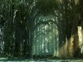 video ringtones