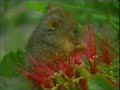 Honey Possum Feeding - HoneyPossum.com.au Honey Possum Feeding - HoneyPossum.com.au