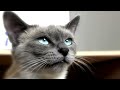 Click here to watch this video Chatons noirs aux yeux bleus.mov