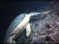 Sharks Hunting At Night At Mayaa Thila
