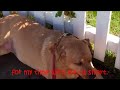 Click here to watch this video Dog - Unconditional Love With Queens You're My Best Friend