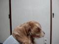 ゴールデン レトリバー Golden Retriever 犬 イヌ