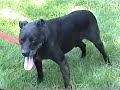 Vibrant Pet  greatly improve dogs health at Pet Shelter