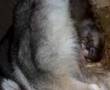 Sibirian Husky do�umu