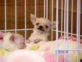 DOG　FINE　チワワ子犬　長男vs末っ子