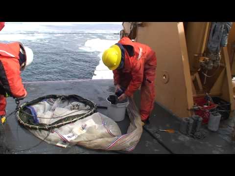 how to collect phytoplankton