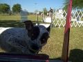 Flyball Training from behind the Box #1:YouTube������=73��