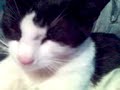 GATITOS TRILLIZOS RECIEN NACIDOS