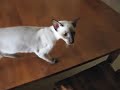 talking siamese cat talking siamese cat