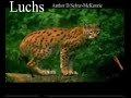 Luchs Tiere Animals Natur SelMcKenzie Selzer-McKenzie