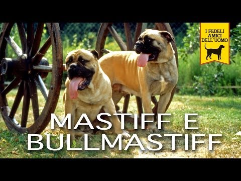 bullmastiff