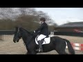 Me and murphy showjumping 70cm felbridge showground november \