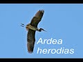 Biomimicry of Ardea herodias part two Biomimicry of Ardea herodias part two