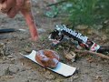 Bigfoot Body Found - New Photos Released! Bigfoot Body Found - New Photos Released!