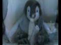 March of the Penguins (with A Beautiful Mind theme song)