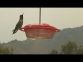 Feeder and Big Sur Fire