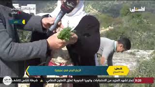 فلسطين هذا الصباح / الزعتر البري في عمورية - نابلس